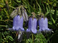 Campanula barbata 29, Saxifraga-Harry Jans