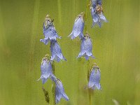 Campanula barbata 31, Saxifraga-Luuk Vermeer