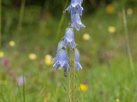 Campanula barbata 32, Saxifraga-Luuk Vermeer