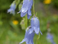 Campanula barbata 34, Saxifraga-Luuk Vermeer