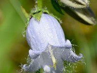 Campanula barbata 37, Saxifraga-Sonja Bouwman  Baardig klokje - Campanula barbata - Campanulaceae familie; Veysonnaz, Grote St Bernard pas, Alp Trider (Zw)