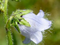 Campanula barbata 38, Saxifraga-Sonja Bouwman  Baardig klokje - Campanula barbata - Campanulaceae familie