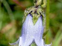 Campanula barbata 39, Saxifraga-Sonja Bouwman  Baardig klokje - Campanula barbata - Campanulaceae familie