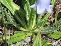 Campanula barbata 40, Saxifraga-Sonja Bouwman  Baardig klokje - Campanula barbata - Campanulaceae familie