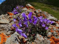 Campanula bayerniana 3, Saxifraga-Ed Stikvoort