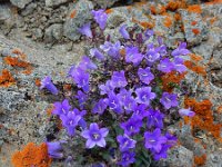 Campanula bayerniana 5, Saxifraga-Ed Stikvoort