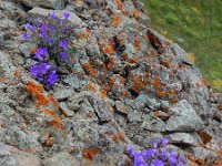 Campanula bayerniana 6, Saxifraga-Ed Stikvoort