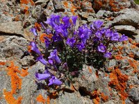 Campanula bayerniana 8, Saxifraga-Ed Stikvoort