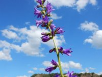 Campanula bononiensis