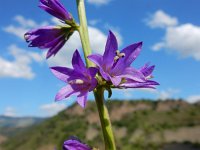 Campanula bononiensis 4, Saxifraga-Ed Stikvoort