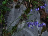 Campanula caespitosa