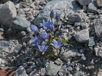 Campanula cenisia 13, Saxifraga-Luuk Vermeer