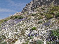 Campanula cochleariifolia 38, habitat, Saxifraga-Harry Jans