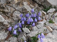 Campanula cochleariifolia 40, Saxifraga-Harry Jans