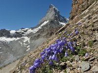 Campanula cochleariifolia 42, Saxifraga-Harry Jans