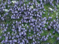 Campanula cochleariifolia 48, Saxifraga-Jan van der Straaten