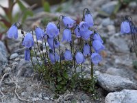 Campanula cochleariifolia 49, Saxifraga-Luuk Vermeer