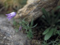 Campanula excisa 10, Saxifraga-Jan van der Straaten