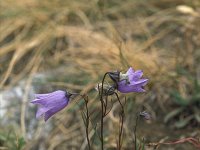 Campanula excisa 11, Saxifraga-Jan van der Straaten