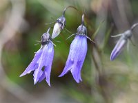 Campanula excisa 7, Saxifraga-Luuk Vermeer