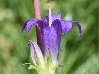 Campanula glomerata 47, Kluwenklokje, Saxifraga-Sonja Bouwman