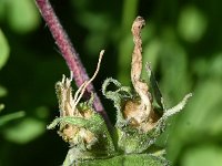 Campanula glomerata 49, Kluwenklokje, Saxifraga-Sonja Bouwman