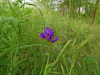 Campanula glomerata 62, Kluwenklokje, Saxifraga