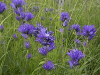 Campanula glomerata 66, Kluwenklokje, Saxifraga-Willem van Kruijsbergen