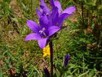 Campanula glomerata ssp caucasica 58, Saxifraga-Ed Stikvoort