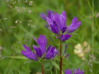 Campanula glomerata ssp glomerata 51, Kluwenklokje, Saxifraga-Luuk Vermeer