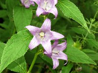 Campanula latifolia 18, Breed klokje, Saxifraga-Hans Grotenhuis