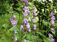 Campanula latifolia 19, Breed klokje, Saxifraga-Hans Grotenhuis