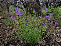 Campanula lusitanica 10, Saxifraga-Ed Stikvoort