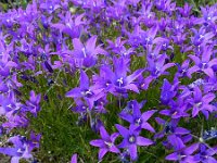 Campanula lusitanica 11, Saxifraga-Ed Stikvoort