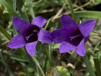 Campanula lusitanica ssp lusitanica 15, Saxifraga-Willem van Kruijsbergen