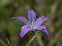 Campanula patula 34, Weideklokje, Saxifraga-Willem van Kruijsbergen