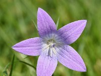 Campanula patula 39, Weideklokje, Saxifraga-Sonja Bouwman  1004. Weideklokje - Campanula patula - Campanulaceae familie (i)