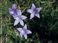 Campanula patula 42, Weideklokje, Saxifraga-Jan van der Straaten