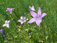 Campanula patula 43, Weideklokje, Saxifraga-Hans Grotenhuis