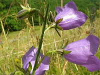 Campanula persicifolia 43, Prachtklokje, Saxifraga-Hans Grotenhuis