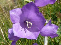 Campanula persicifolia 44, Prachtklokje, Saxifraga-Hans Grotenhuis