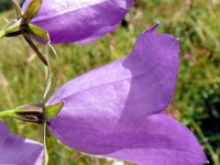 Campanula persicifolia 45, Prachtklokje, Saxifraga-Hans Grotenhuis