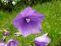 Campanula persicifolia 48, Prachtklokje, Saxifraga-Hans Grotenhuis