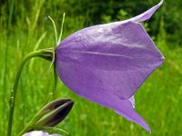 Campanula persicifolia 49, Prachtklokje, Saxifraga-Hans Grotenhuis