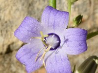 Campanula pyramidalis 12, Piramideklokje, Saxifraga-Sonja Bouwman  Piramideklokje - Campanula pyramidalis - Campanulaceae familie; Dubrovnik (Kr)