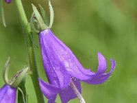 Campanula rapunculoides 25, Akkerklokje, Saxifraga-Sonja Bouwman  813. Akkerklokje - Campanula rapunculoides - Campanulaceae familie (i) Utrecht