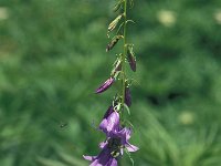 Campanula rapunculoides 28, Akkerklokje, Saxifraga-Jan van der Straaten (2)