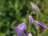 Campanula rapunculoides 1, Akkerklokje, Saxifraga-Jan van der Straaten