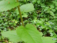 Campanula rapunculoides 11, Akkerklokje, Saxifraga-Rutger Barendse