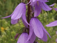 Campanula rapunculoides 12, Akkerklokje, Saxifraga-Rutger Barendse